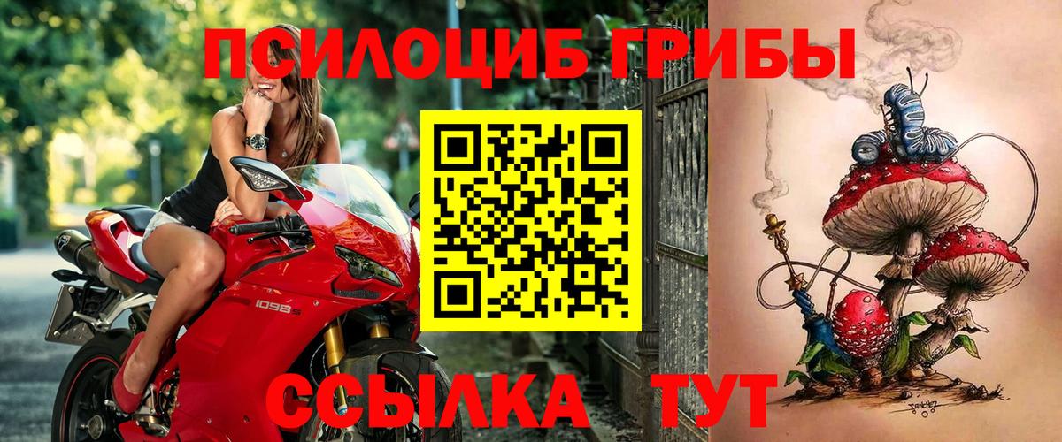 Галлюциногенные грибы Psilocybe  Вход с VPN  Гай 